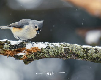 May include: A small gray and white bird with a black cap perches on a snow-covered branch. The bird is looking down at something on the branch.