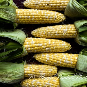 Sweet Corn Photo Download