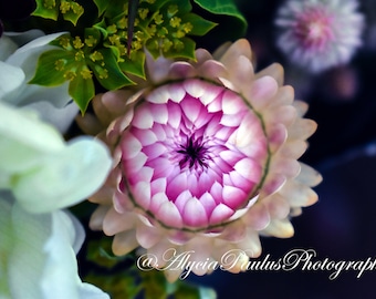 Star Flower Photo Download