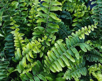 Ferns! Photo Download