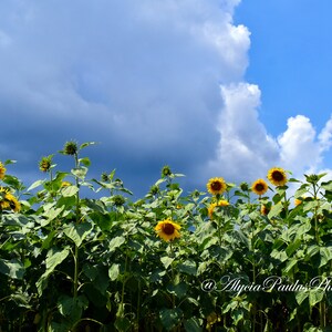 Puede incluir: Un campo de altos girasoles con pétalos amarillos y centros oscuros, creciendo sobre un fondo de cielo azul parcialmente nublado.