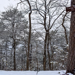 Peut inclure: Une scène de forêt enneigée avec un panneau en bois qui indique "Center Point Knob EL. 1060". Les arbres sont nus et recouverts de neige, et le sol est également recouvert de neige.