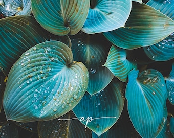 Hosta with Water Droplets Photo Download