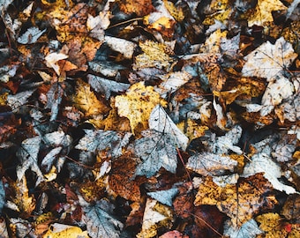 Otoño Deja Foto Descargar