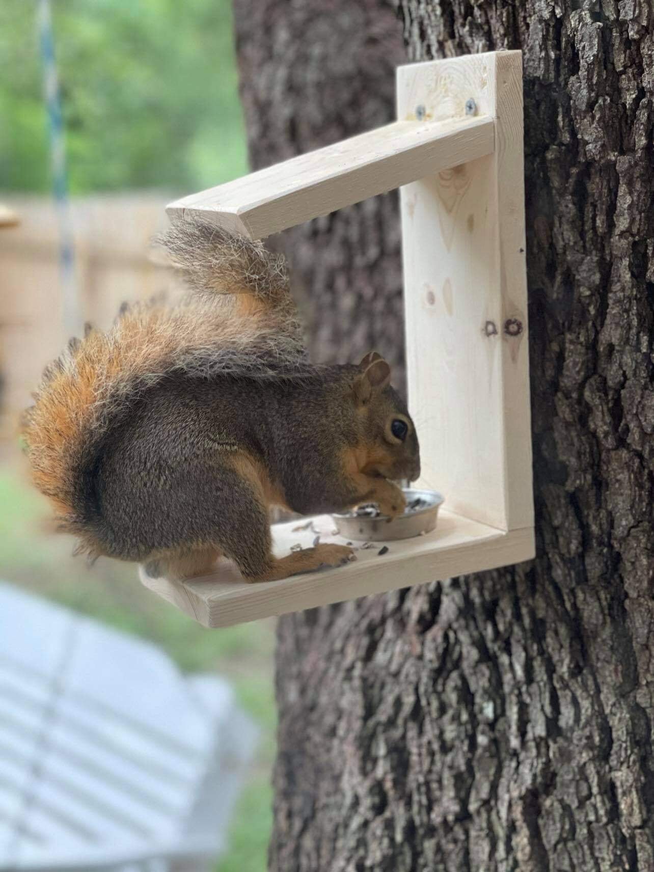 Ardilla hecha a mano lean-to feeder Alimentador de ardillas | Etsy