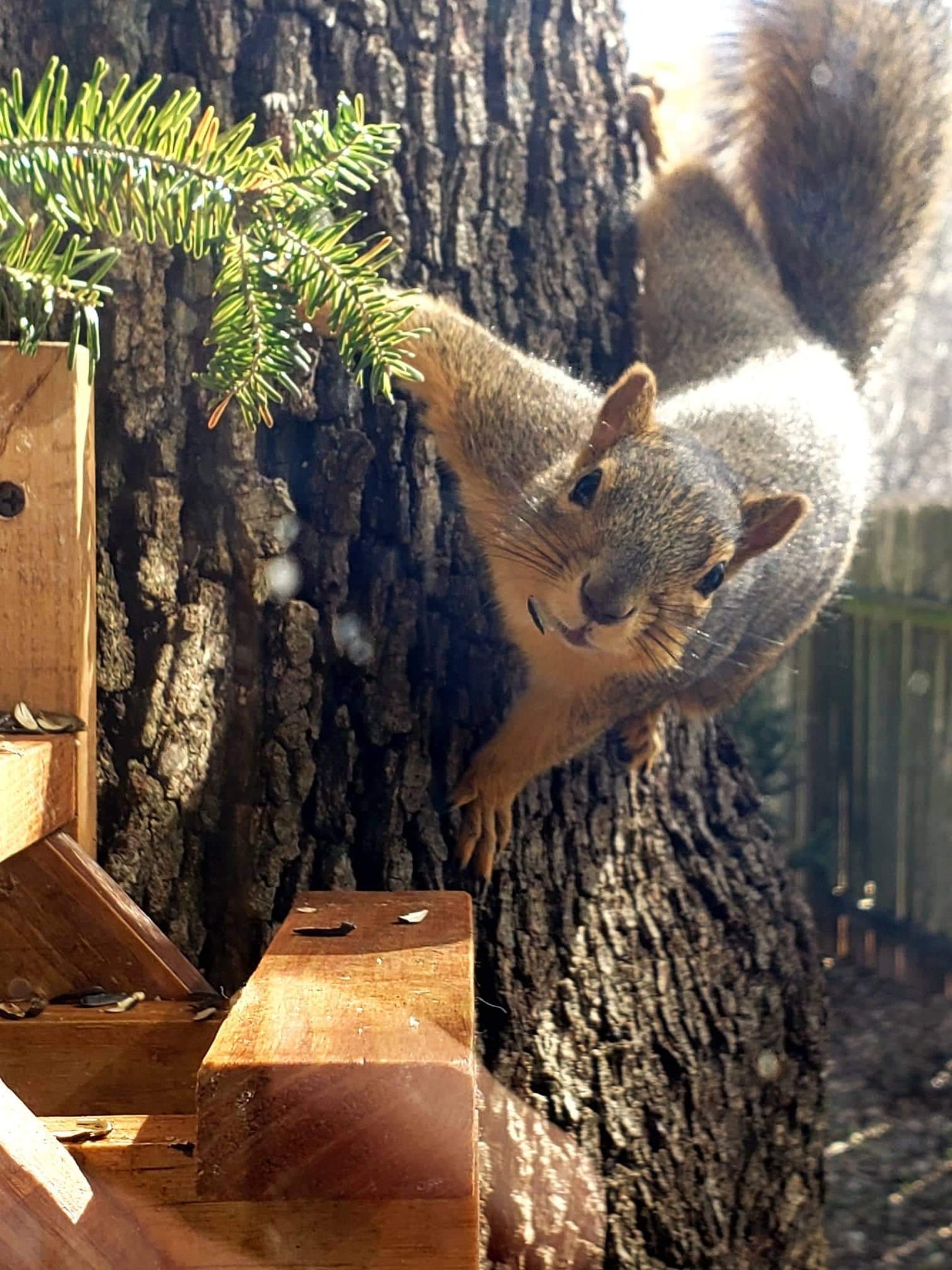 Handmade Squirrel Picnic Table Squirrel Feeder Picnic Table Etsy