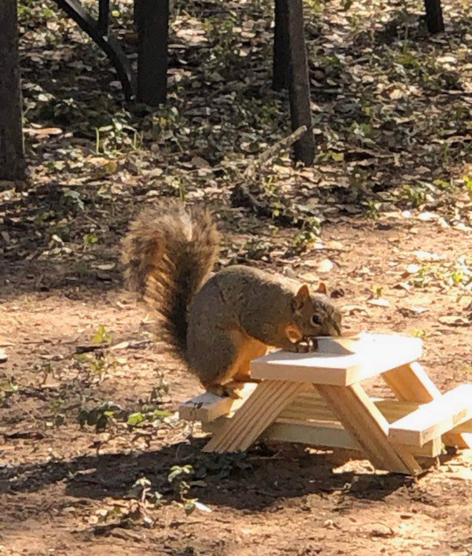 Handmade Squirrel Picnic Table Picnic Table for Squirrel | Etsy