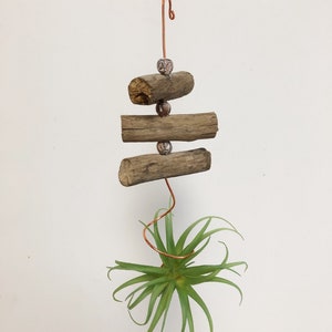 Driftwood Air Plant Display Hanger - Rustic Natural Home and Plant Decor for plant lovers