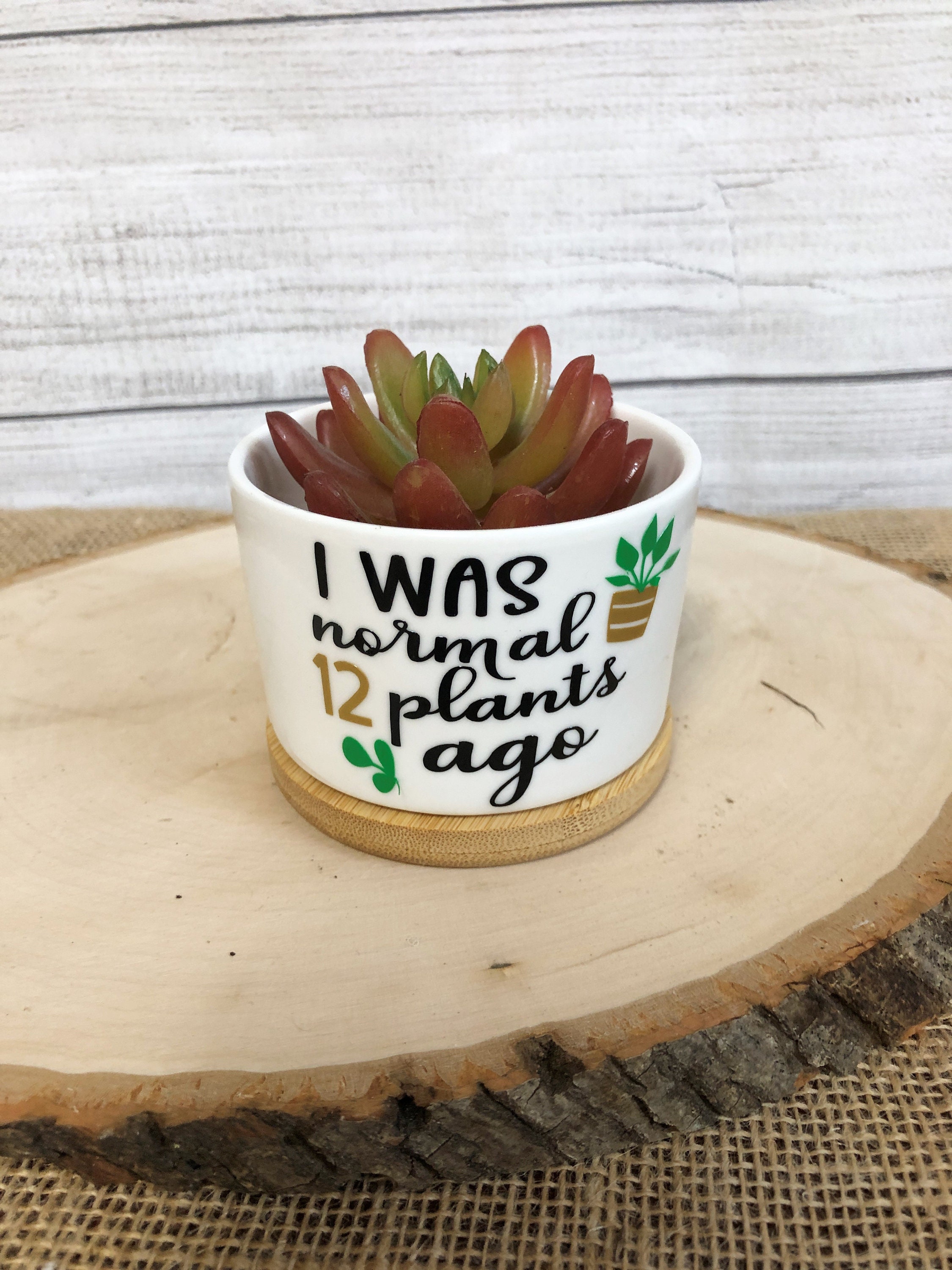 Funny Succulent Pots for Succulents or Plant Starts With Bamboo ...