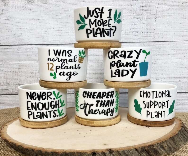 Funny Succulent Pots for Succulents or Plant Starts With Bamboo ...