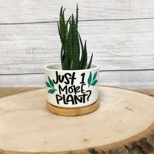 Funny Succulent Pots for Succulents or Plant Starts With Bamboo ...