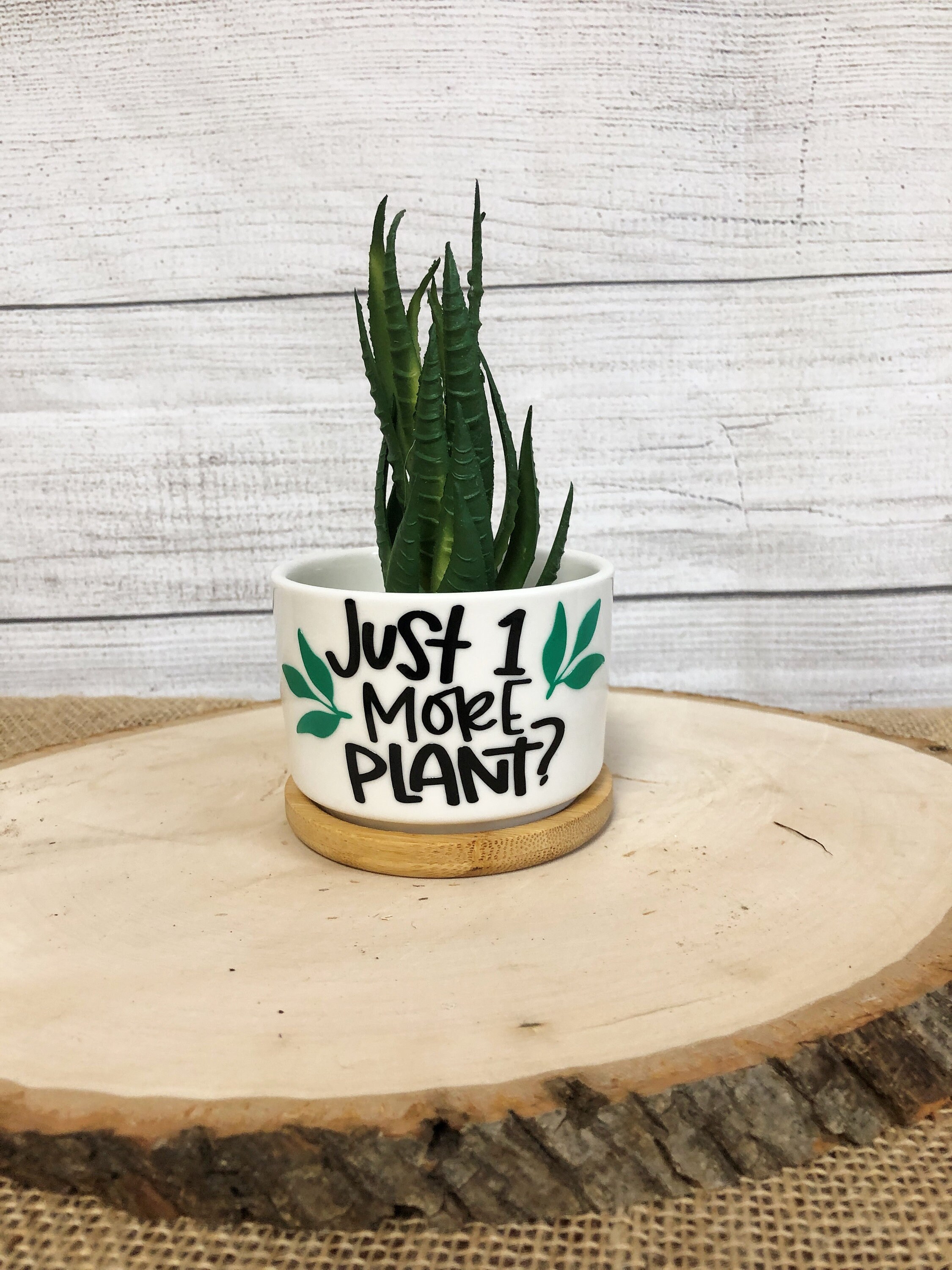 Funny Succulent Pots for Succulents or Plant Starts With Bamboo ...