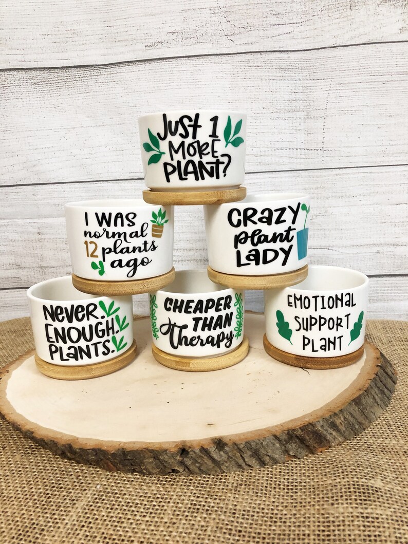Funny Succulent Pots for Succulents or Plant Starts With Bamboo ...
