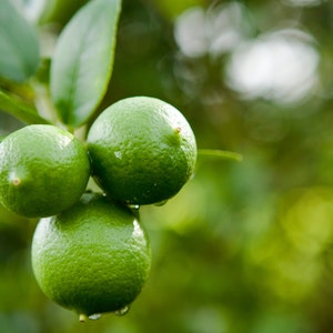 key lime growing in nature, key lime tree