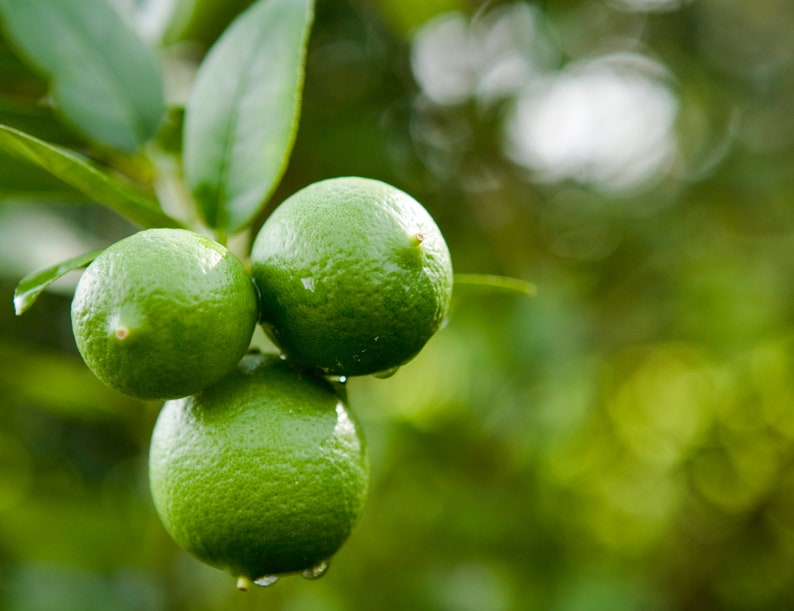 key lime growing in nature, key lime tree