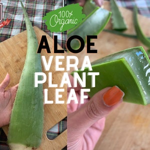 Organic Fresh Aloe Vera Leaf / Large Size / Naturally Grown / Fast Shipping