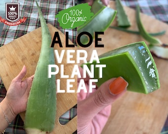 aloe vera a. barbadensis Aloe barbadensis 4