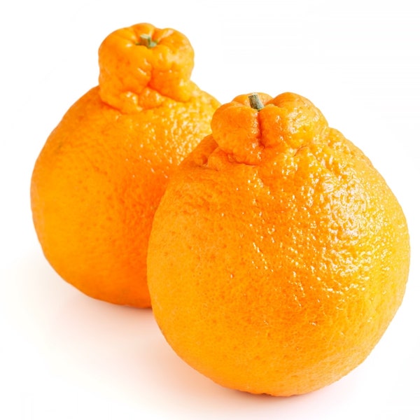 Tangerine Sumo Citrus / Real Fruit / Free Shipping / 3 pounds