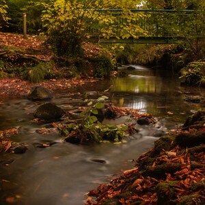 Autumn Leaves