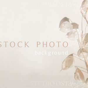 Photo de stock esthétique Photographie de stock de stock Stock photo arrière-plan Photographie de stock minimale Fleurs séchées photo d’arrière-plan