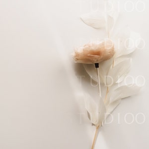 May include: A single, dried, peach-colored flower with delicate, white, papery leaves on a white background.