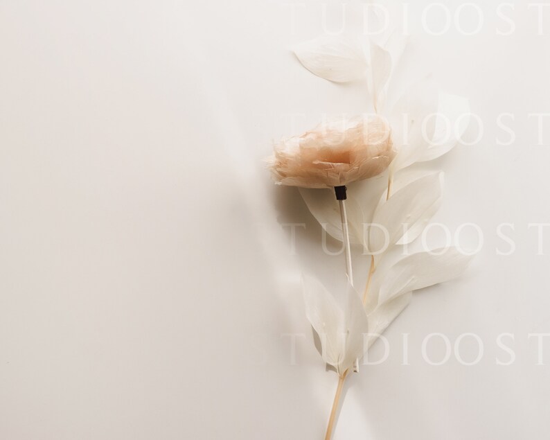 May include: A single, dried, peach-colored flower with delicate, white, papery leaves on a white background.