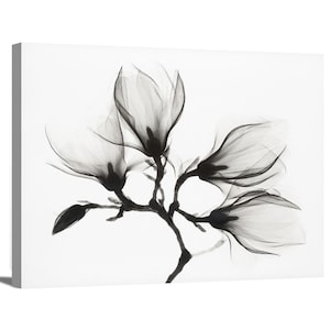 Modern Black & White Magnolia Flower Floral and Botanical Vintage Photograph Minimal Wrapped Canvas Print Wall Art Home Decor Office Decor