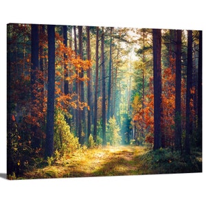 Morning Sun Rays in Colorful Forest Pathway Branches of Autumn - Etsy
