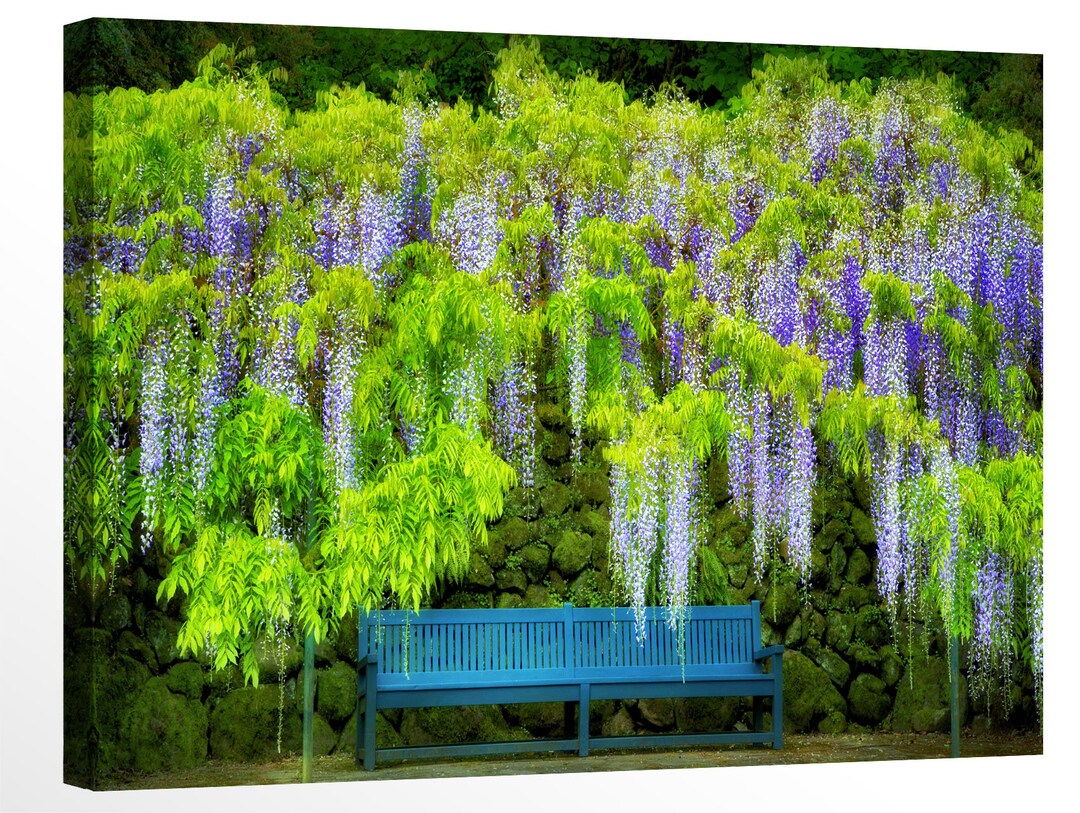 Wisteria and Bench in Portland Oregon by Dennis Frates Floral Etsy