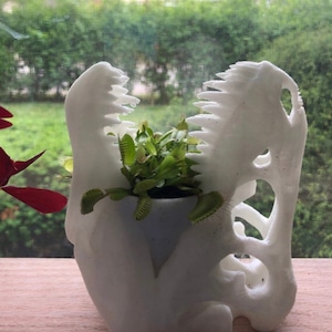 May include: White ceramic dinosaur skull planter with a green carnivorous plant growing inside.
