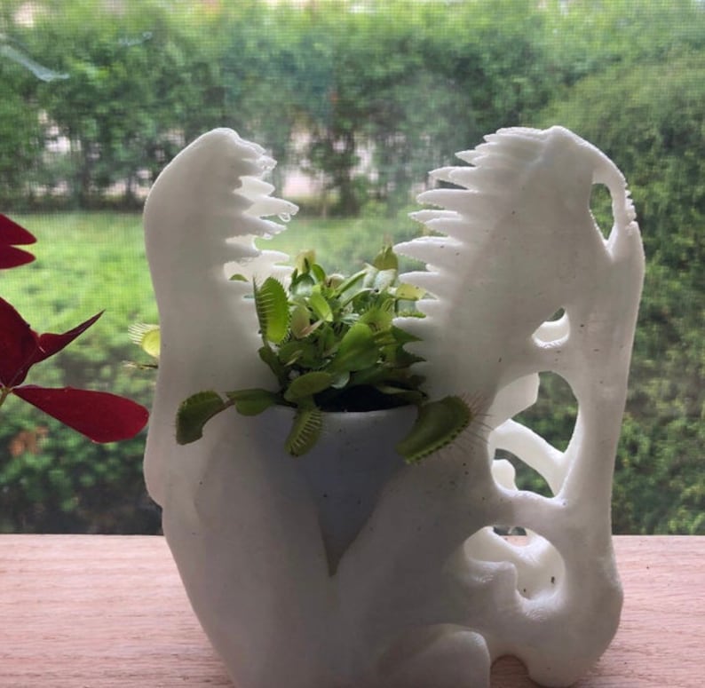 May include: White ceramic dinosaur skull planter with a green carnivorous plant growing inside.