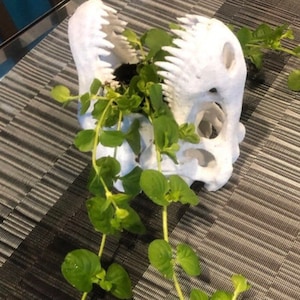 May include: A white dinosaur skull planter with a green plant growing out of it. The plant is trailing down the side of the skull.