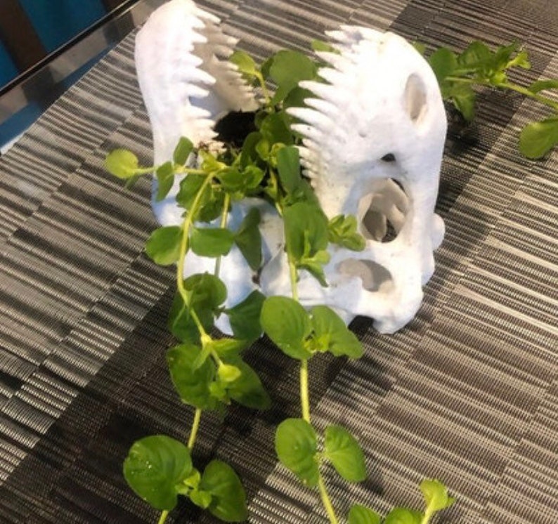 May include: A white dinosaur skull planter with a green plant growing out of it. The plant is trailing down the side of the skull.