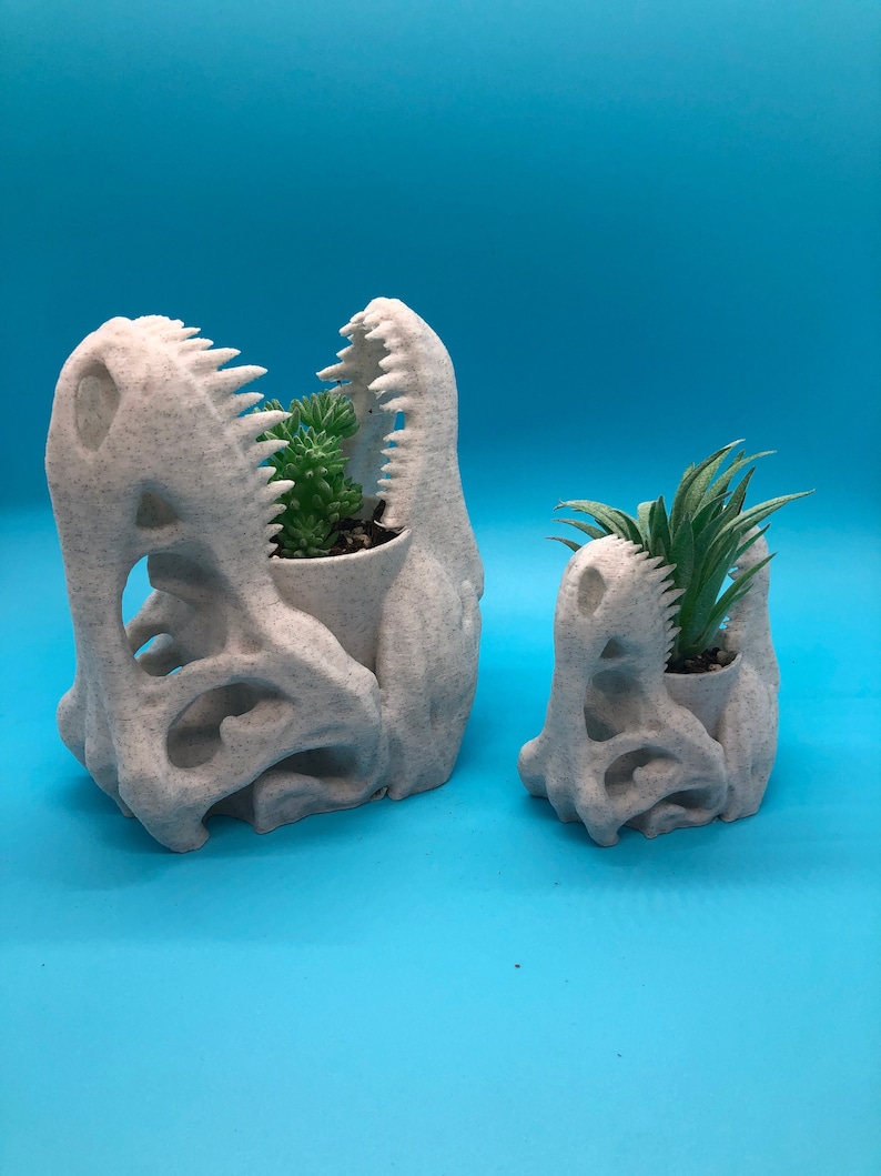 May include: Two white dinosaur skull planters with green plants growing inside. The larger planter has a more detailed skull design with open jaws. The smaller planter has a more simplified skull design with closed jaws.