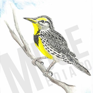 Western Meadowlark