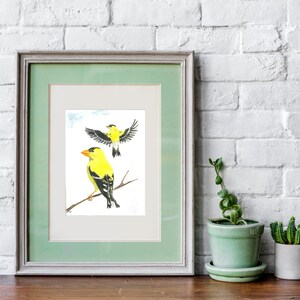 American Goldfinch