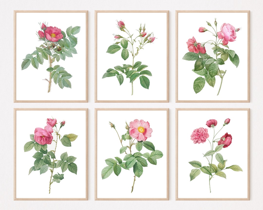 Printable Vintage Pink Roses Floral Art Prints Hand Drawn Etsy