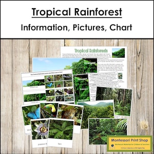 Tropical Rainforest Information, Sorting Cards & Charts - Montessori Ecology Lesson (Digital Download)