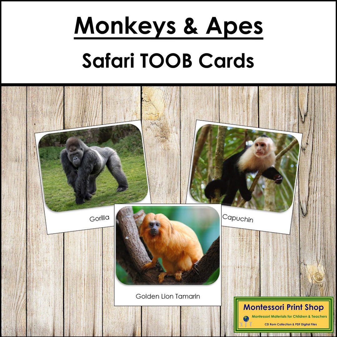 Monkeys & Apes Safari TOOB Cards - Printable Montessori Cards - Digital ...