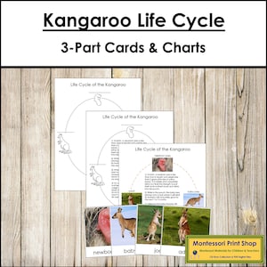 Cartes et graphiques en 3 parties du cycle de vie du kangourou - nomenclature Montessori - matériaux Montessori imprimables - téléchargement numérique