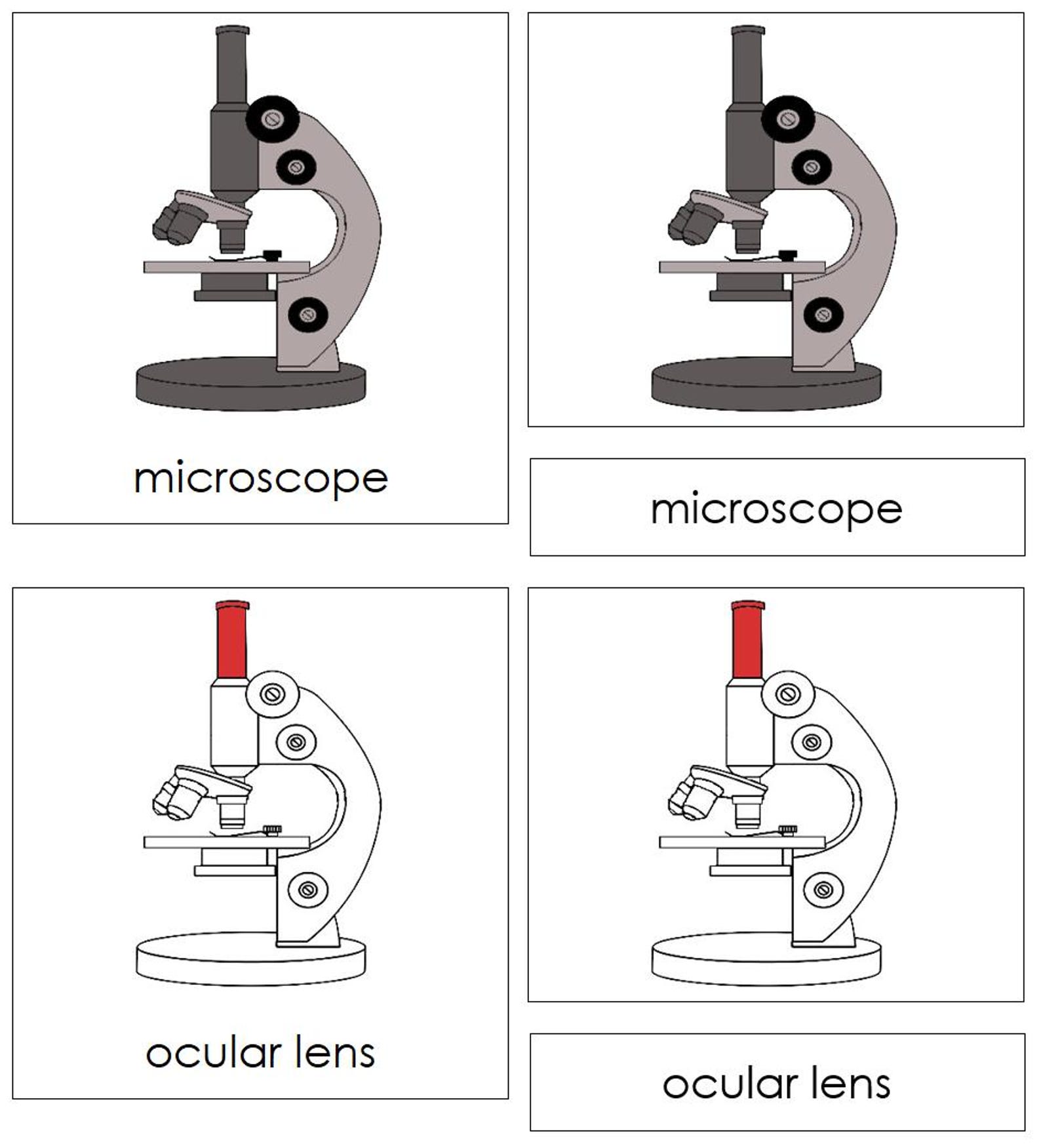 Parts of a Microscope Nomenclature 3-part Cards & Blackline Master (red ...
