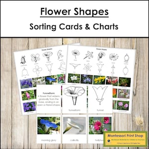 Arten von Blumenformen Sortierkarten & Diagramm - Montessori Botanik Aktivität (digitaler Download)