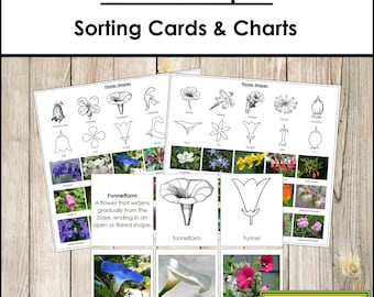 Types of Flower Shapes Sorting Cards & Chart - Montessori Botany