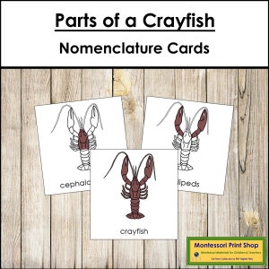 Partes de um lagostim - Nomenclatura - Cartões de 3 partes - Zoologia Montessori - Materiais Montessori para impressão - Download digital