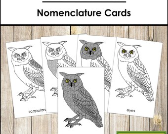 Parts of an Owl Nomenclature 3-Part Cards & Blackline Master - Montessori Zoology (Digital Download)