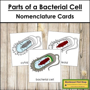 Parts of a Bacterial Cell Nomenclature 3-Part Cards - Science - Printable Montessori Materials - Digital Download