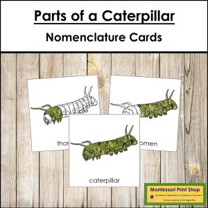 Schede in 3 parti con la nomenclatura delle parti di un bruco - Zoologia Montessori - Materiali Montessori stampabili - Download digitale