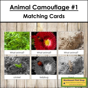 Conjunto de cartões de correspondência de camuflagem animal 1 - Zoologia - Cartões Montessori para impressão - Download digital