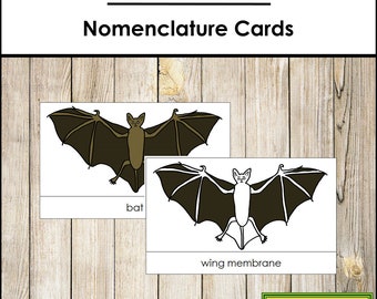 Parts of a Bat Nomenclature 3-Part Cards - Montessori Zoology - Printable Montessori Materials - Digital Download