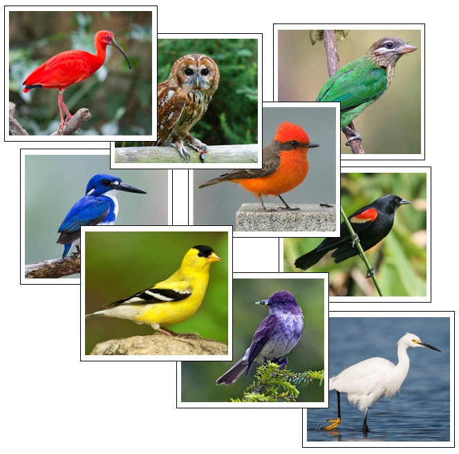 Bird Color Sorting Cards - Primary Montessori Sensorial Activity ...